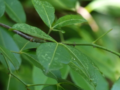 Zanthoxylum asiaticum