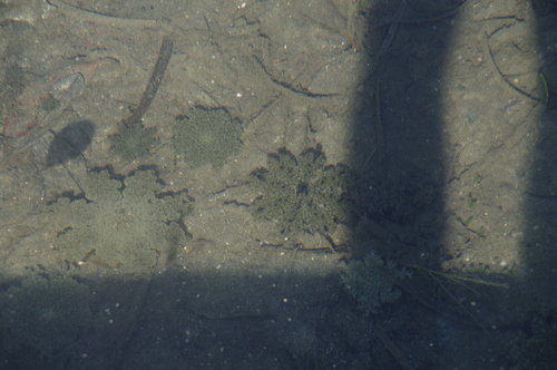 Cassiopea frondosa