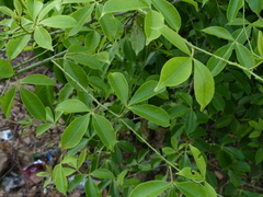 Zanthoxylum asiaticum