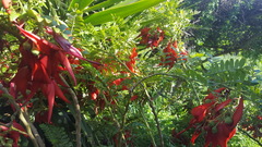 Clianthus maximus