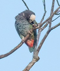 Pionus senilis