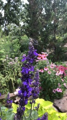 Salvia azurea azurea