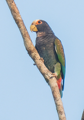 Pionus senilis
