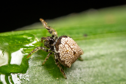 Spiders of Costa Rica - Tropical Ecology