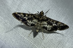 Rhimphalea sceletalis