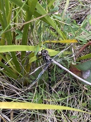 Austroaeschna parvistigma