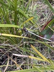 Austroaeschna parvistigma