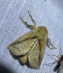 Anaxidia lozogramma
