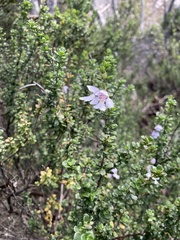 Prostanthera cuneata