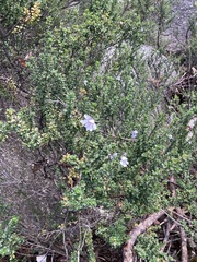Prostanthera cuneata
