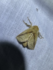 Anaxidia lozogramma