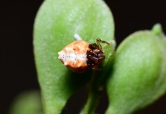 Phoroncidia sextuberculata