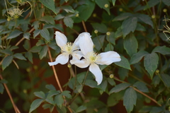 Clematis montana