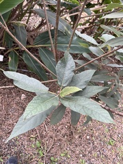 Ficus erecta beecheyana
