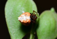 Phoroncidia sextuberculata