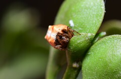 Phoroncidia sextuberculata