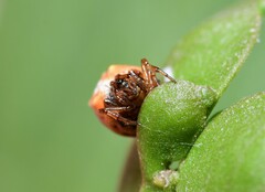 Phoroncidia sextuberculata