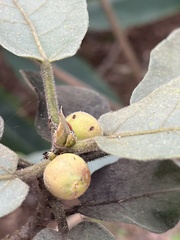 Ficus erecta beecheyana