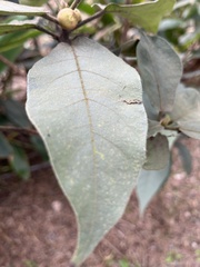 Ficus erecta beecheyana
