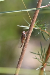 Palapsalta circumdata