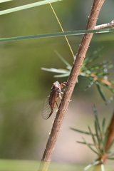 Palapsalta circumdata