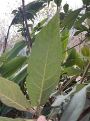 Ficus erecta beecheyana