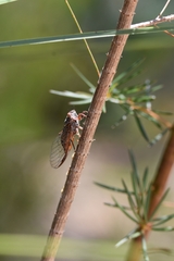 Palapsalta circumdata