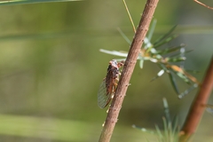 Palapsalta circumdata
