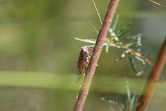 Palapsalta circumdata
