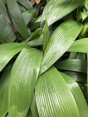 Molineria capitulata