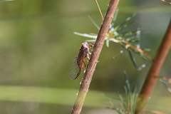 Palapsalta circumdata