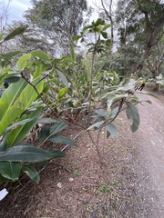 Ficus erecta beecheyana
