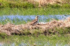 Burhinus bistriatus