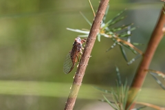 Palapsalta circumdata