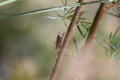 Palapsalta circumdata
