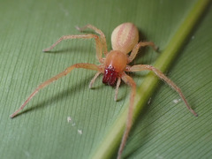 Cheiracanthiidae