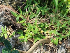 Thuarea involuta