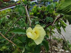 Gossypium barbadense
