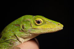 Anolis biporcatus