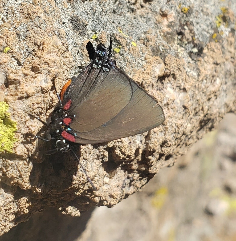 Atlides halesus corcorani