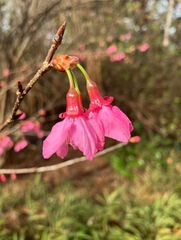 Prunus campanulata