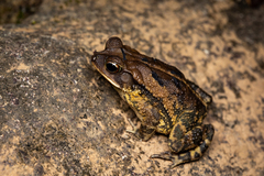 Incilius valliceps