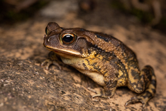 Incilius valliceps