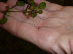 Coprosma spathulata