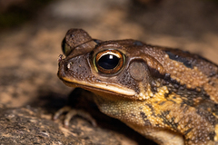 Incilius valliceps