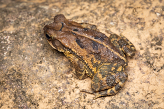 Incilius valliceps