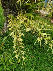 Brassia caudata