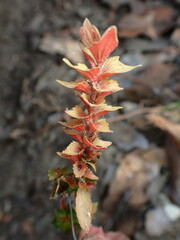 Acalypha neomexicana