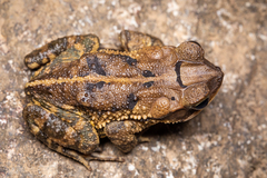 Incilius valliceps