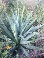 Furcraea parmentieri